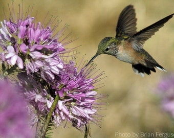 May include: A hummingbird with green and brown feathers hovers in mid-air, its long beak extended towards a cluster of purple flowers. The flowers have delicate, feathery petals and are arranged in a circular shape.