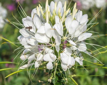 Può includere: Un fiore di ragno bianco con petali lunghi e sottili e un'ape che volteggia vicino al centro.