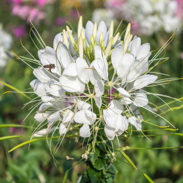 Cleome Hassleriana 'White Queen' Packet of 25 seeds