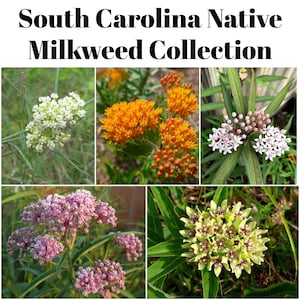 May include: A collage of four different types of milkweed flowers, including white, orange, pink, and green. The title "South Carolina Native Milkweed Collection" is displayed at the top of the image.