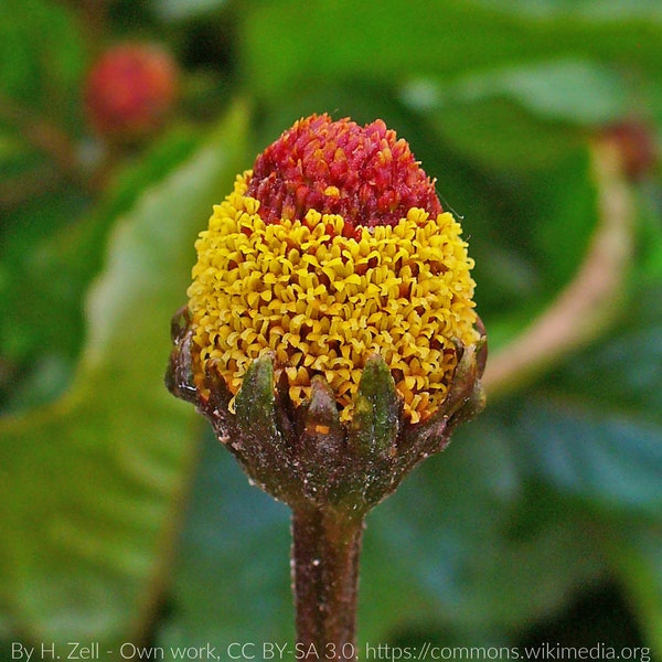 Toothache Plant (Acmella oleracea) Packet of 25 seeds with FREE Shipping!