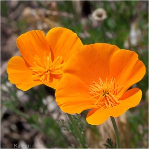 Orange California Poppy (Eschscholzia californica) Packet of 25 seeds with FREE Shipping!