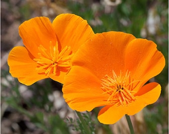 Orange California Poppy (Eschscholzia californica) Packet of 25 seeds with FREE Shipping!