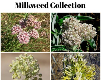 Southern California Native Milkweed Seed Collection