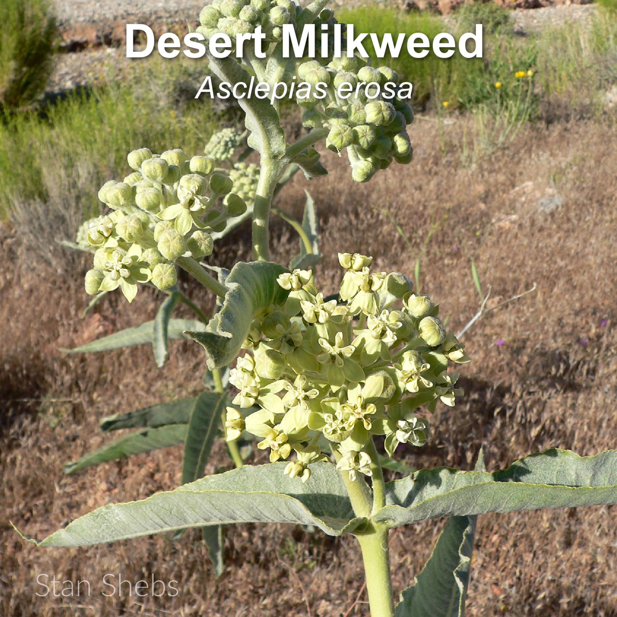 Southern California Native Milkweed Seed Collection