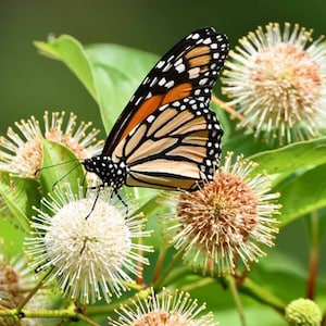 May include: A monarch butterfly with orange and black wings is perched on a white flower with a spiky texture. The flower is surrounded by green leaves.