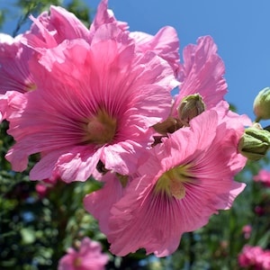 Hollyhock (Alcea Rosea Indian Spring Mix)  Packet of 25 seeds with FREE Shipping!