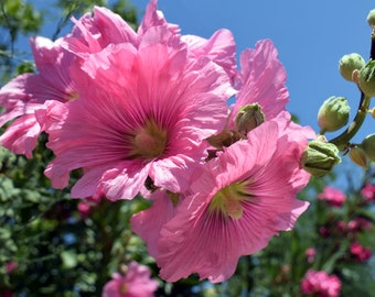 Hollyhock (Alcea Rosea Indian Spring Mix)  Packet of 25 seeds with FREE Shipping!