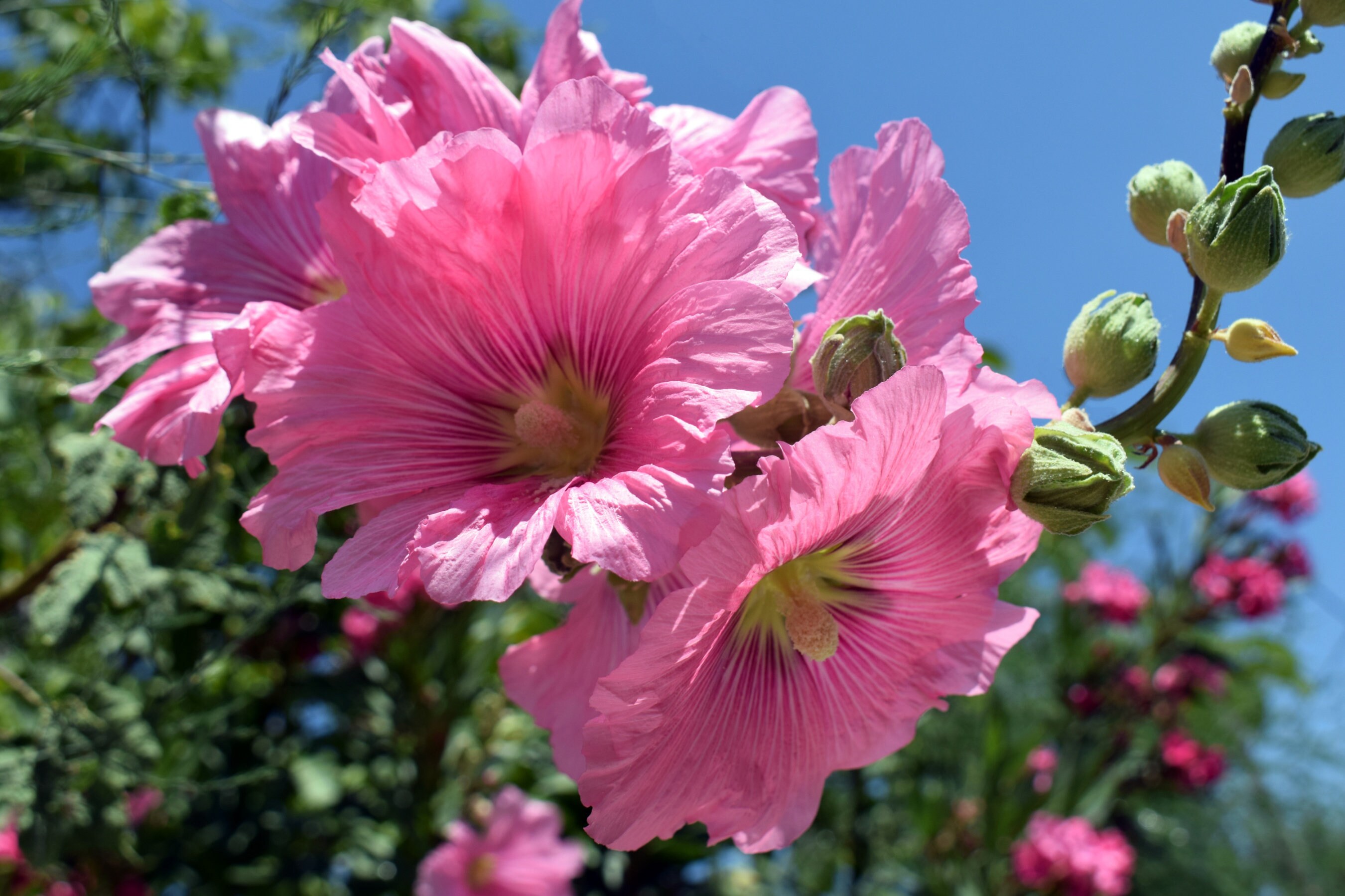 Rose trémière (Alcea rosea Indian Spring Mix) Paquet de 25 graines avec livraison GRATUITE !