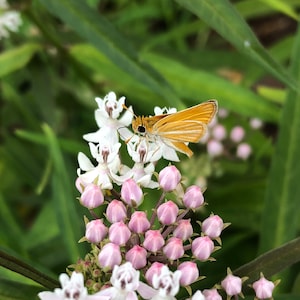 Aquatic Milkweed Asclepias perennis 12 seeds for 5.97 with FREE Shipping image 4