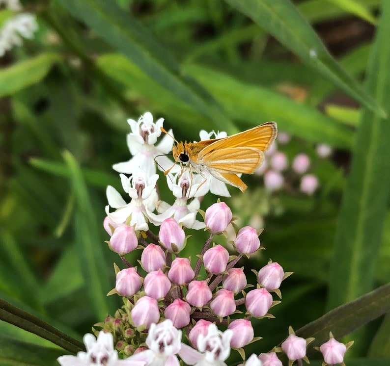 Aquatic Milkweed Asclepias perennis 12 seeds for 5.97 with FREE Shipping image 4