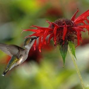 Scarlet Bee Balm (Monarda didyma) Packet of 12 seeds with FREE Shipping!