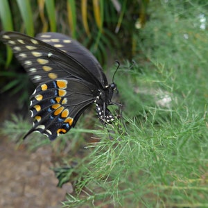 Florence Fennel Seeds (25) - Host for Black Swallowtail