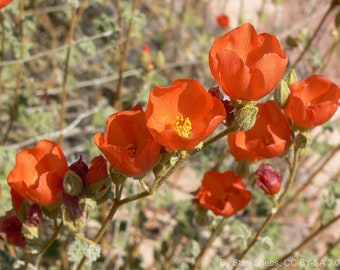 Desert Globemallow (Sphaeralcea ambigua) Packet of 25 seeds with FREE Shipping!