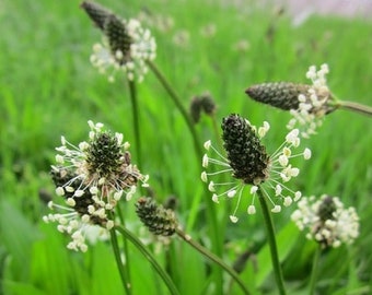 English Plantain (Plantago Lanceolata)  Packet of 25 seeds with FREE Shipping!