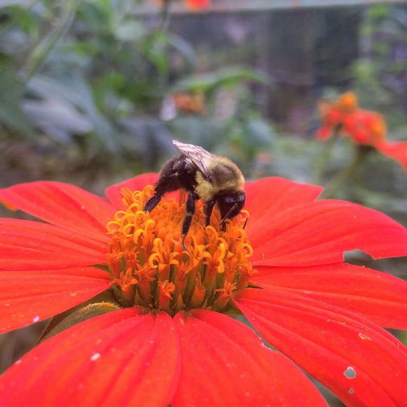 Puede incluir: Una abeja recolectando polen de una flor roja brillante con un centro amarillo.