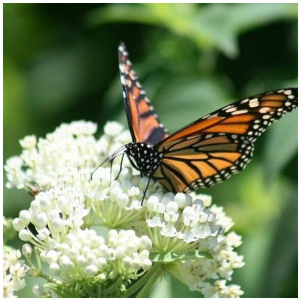 Swamp Milkweed-Ice Ballet  (Asclepias incarnata) Packet of 25 seeds with FREE Shipping!