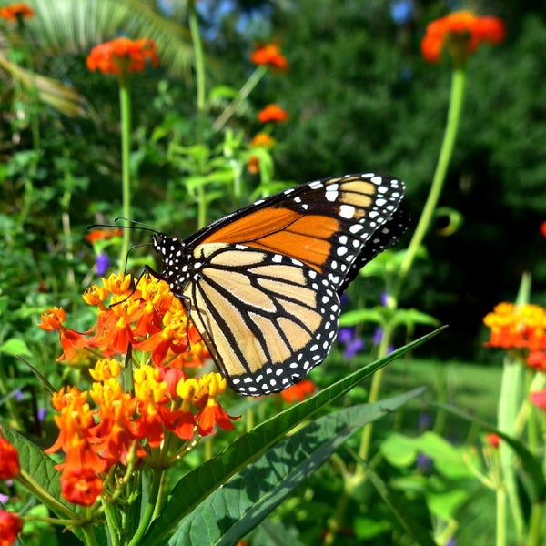 Scarlet Milkweed Seeds (Asclepias curassavica) Packet of 25 seeds