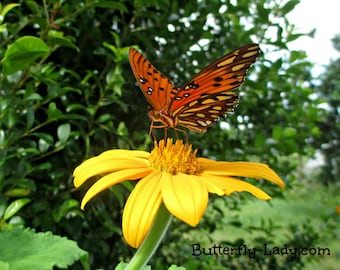 Yellow Mexican Sunflower (Tithonia  rotundifolia 'Yellow Torch') Packet of 25 seeds with FREE Shipping!