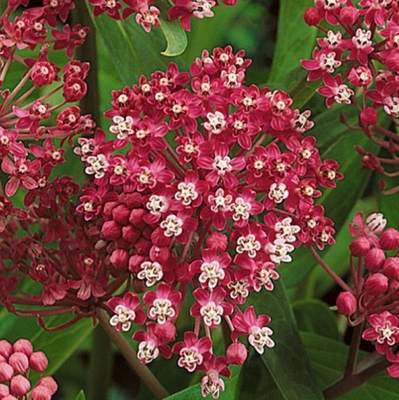 Swamp Milkweed Carmine Rose asclepias Incarnata Plant in 4 - Etsy