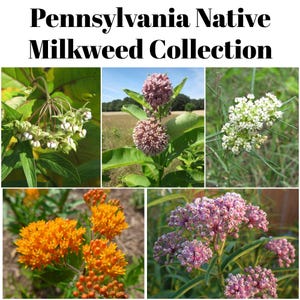 Wildflower Seeds Pennsylvania - Etsy