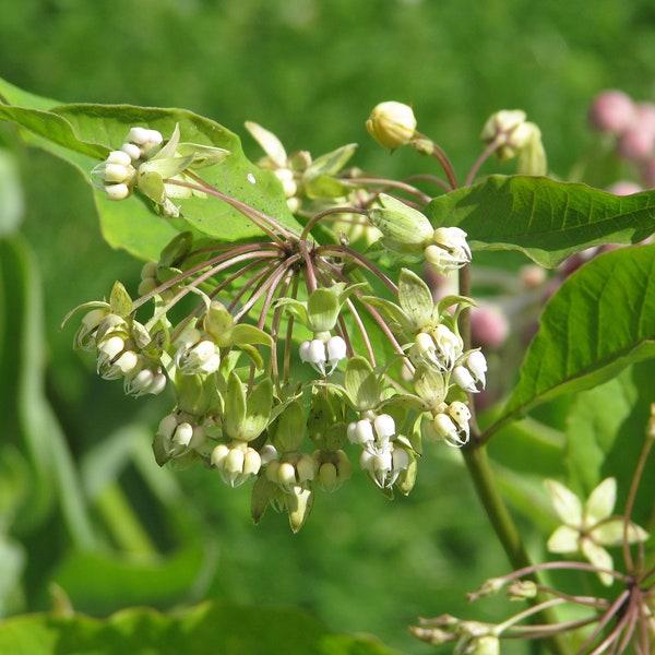 Poke Milkweed (Asclepias exaltata) Packet of 7 seeds with FREE Shipping!