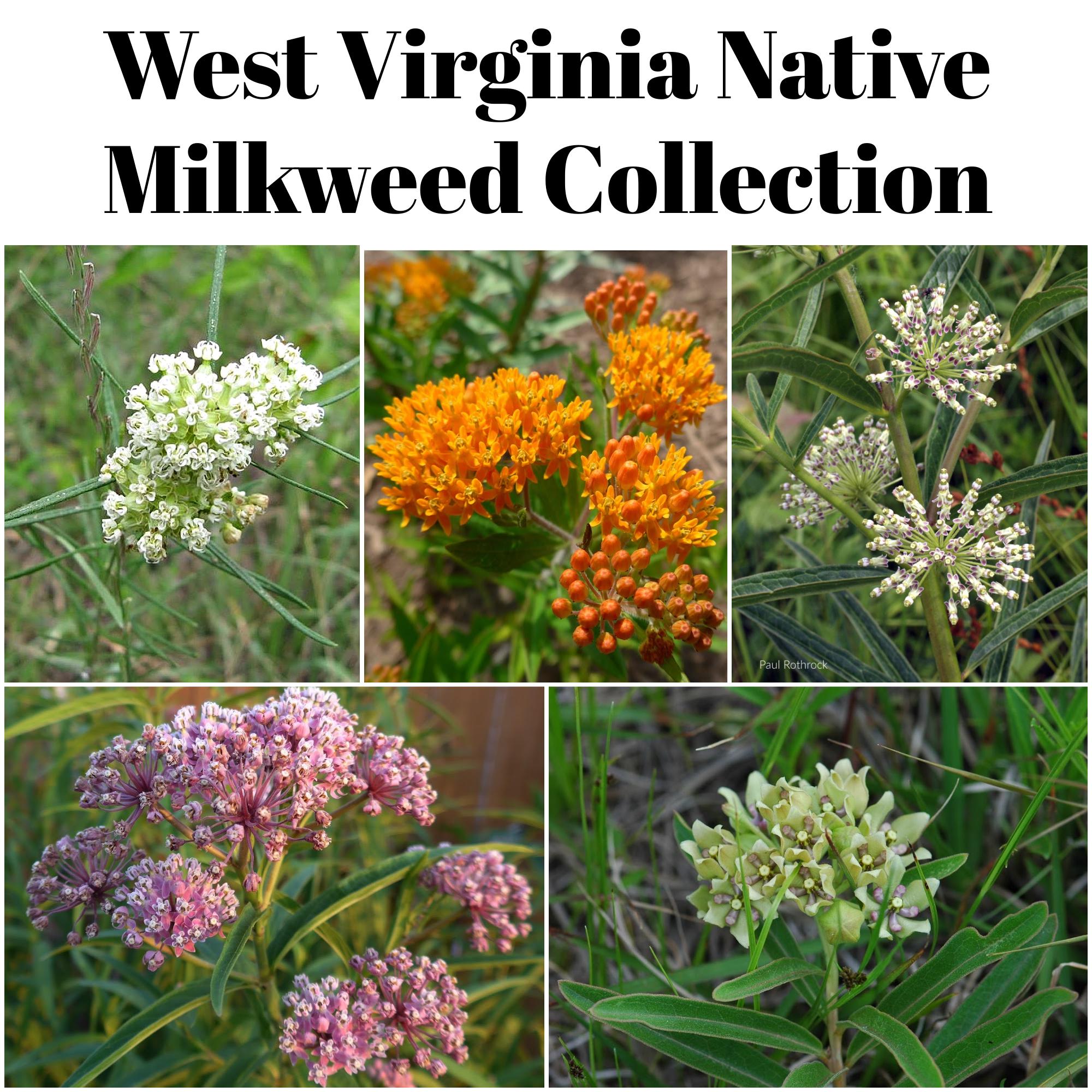 Native West Virginia Milkweed Seed Collection