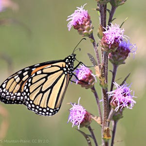 May include: A monarch butterfly with orange, black, and white wings is perched on a purple flower. The flower is part of a tall stalk with several other purple flowers.