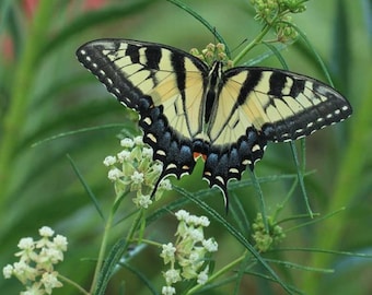 Whorled Milkweed (Asclepias verticillata) Packet of 12 seeds