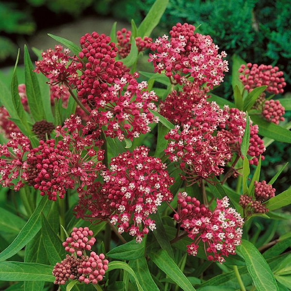 Swamp Milkweed-Carmine Rose (Asclepias incarnata ‘Carmine Rose’) Packet of 25 Seeds