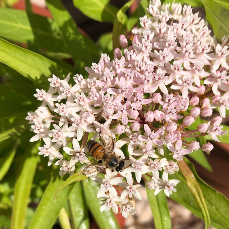 Aquatic Milkweed Asclepias perennis 12 seeds for 5.97 with FREE Shipping image 3