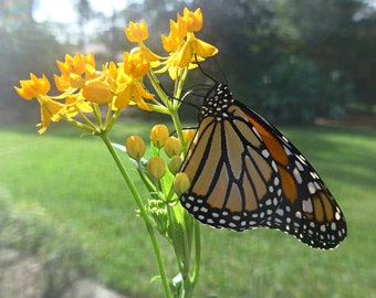 Silky Gold Milkweed Seeds (Asclepias curassavica 'Silky Gold') Packet of 12 seeds with FREE Shipping!