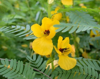 Può includere: Primo piano di fiori gialli con centri scuri, in fiore su una pianta verde e frondosa.