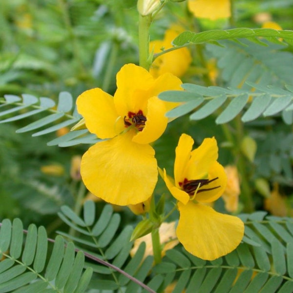 Partridge Pea (Chamaecrista fasciculata) Packet of 25 seeds with FREE Shipping!