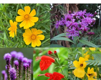 Florida Native Deluxe Seed Collection with FREE Shipping!