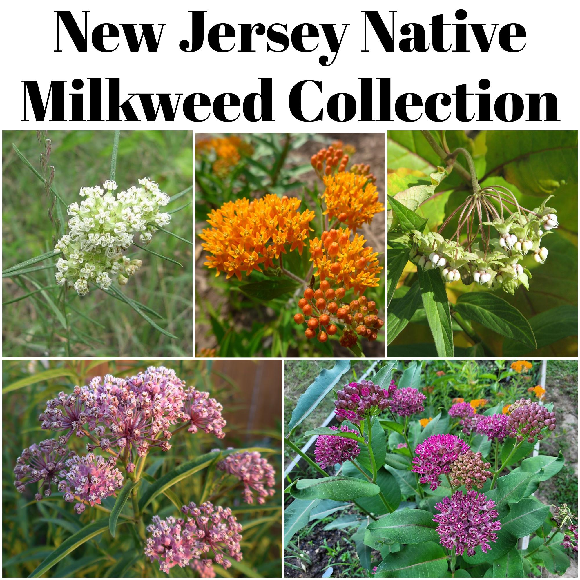 Nj Native Flower Seeds - Etsy