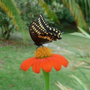 Orange Mexican Sunflower Tithonia rotundifolia 'Goldfinger' Packet of 25 seeds with FREE Shipping image 8