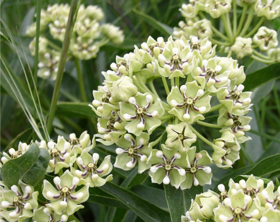 Antelope Horn Milkweed asclepias Asperula Packet of 7 Seeds With FREE  Shipping - Etsy Norway