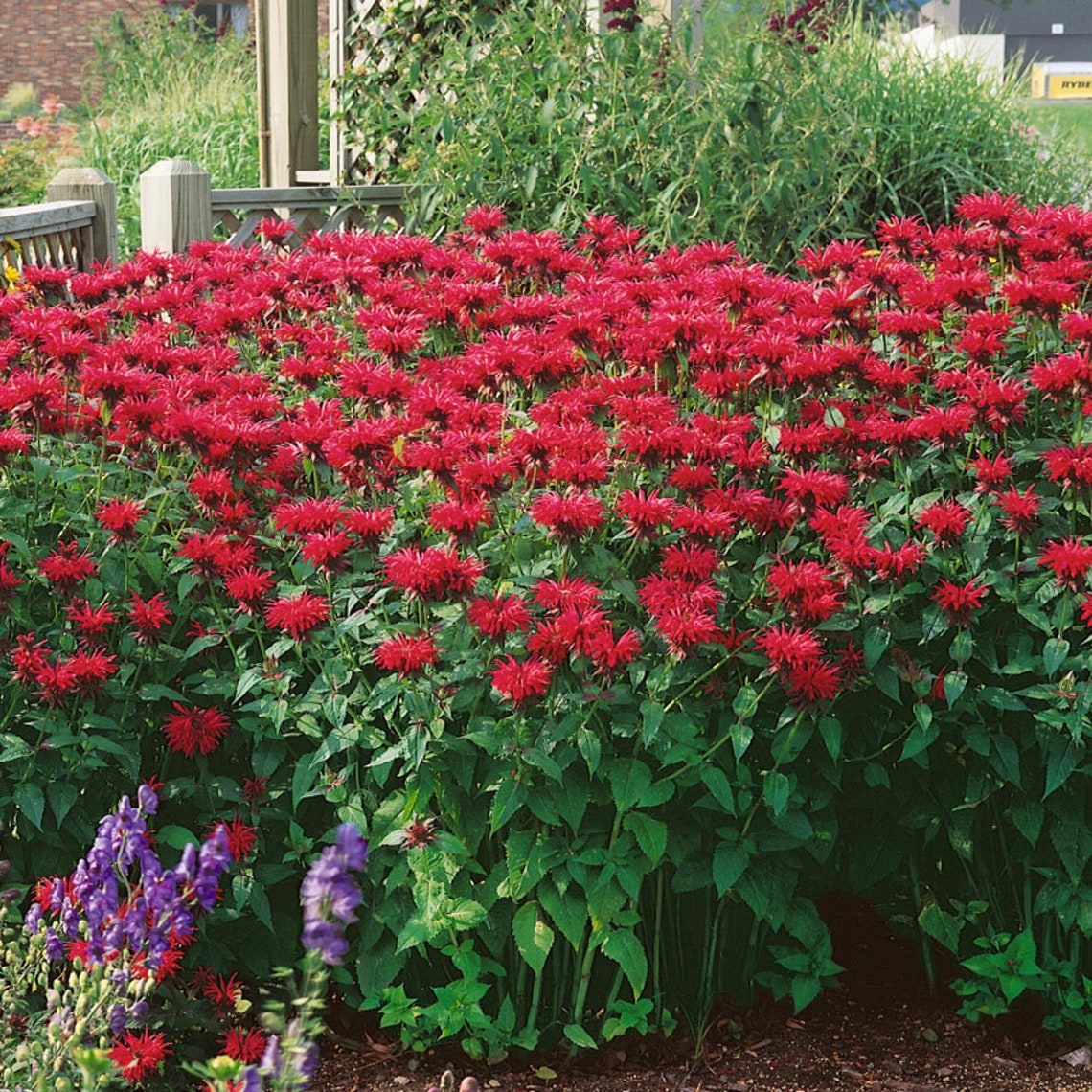 Scarlet Bee Balm (monarda Didyma) Packet of 25 Seeds With FREE Shipping ...