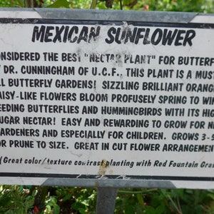 Puede incluir: Un cartel blanco con texto negro que dice "MEXICAN SUNFLOWER" y describe la planta como una "NECTAR PLANT" para mariposas. Se considera f&aacute;cil de cultivar y es ideal para nuevos jardineros y ni&ntilde;os. El cartel tambi&eacute;n menciona que la planta crece de 3 a 5 pies de alto y es ideal para arreglos florales cortados. (Gran contraste de color/textura en combinaci&oacute;n con pasto de fuente roja)