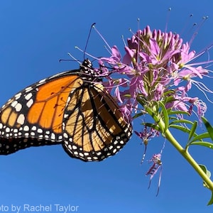 Rocky Mountain Bee Plant (Cleome serrulata )  Packet of 25 seeds with FREE Shipping!
