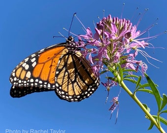 Rocky Mountain Bee Plant (Cleome serrulata )  Packet of 25 seeds with FREE Shipping!