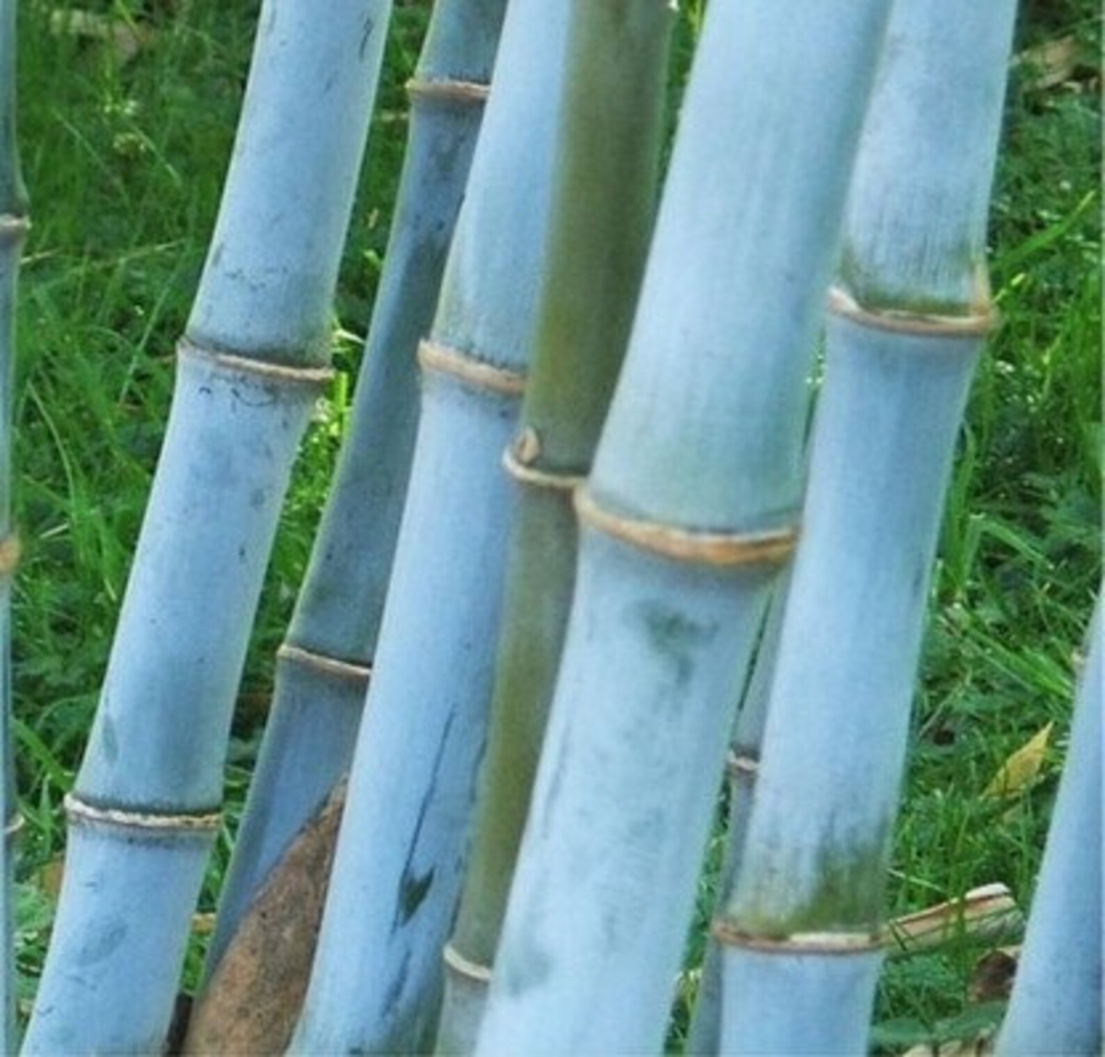 Blue Bamboo Blue Bamboo Plant Tree Chungii Bambusa Clumping Etsy