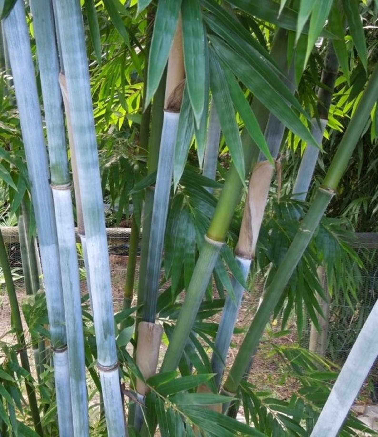 Blue Bamboo Blue Bamboo Plant Tree Chungii Bambusa Clumping Etsy