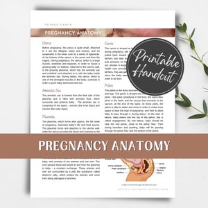 Pregnancy Anatomy printable handout for pregnant women, birth workers/doulas and childbirth educators.