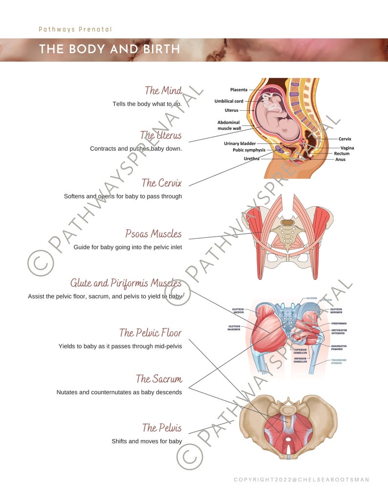 Birth and Core Anatomy Body Prep Printable Handout for Pregnant Women ...