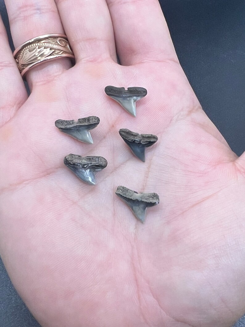 Fossil Hammerhead Shark Teeth by Toothlessfossils set of 5 Etsy