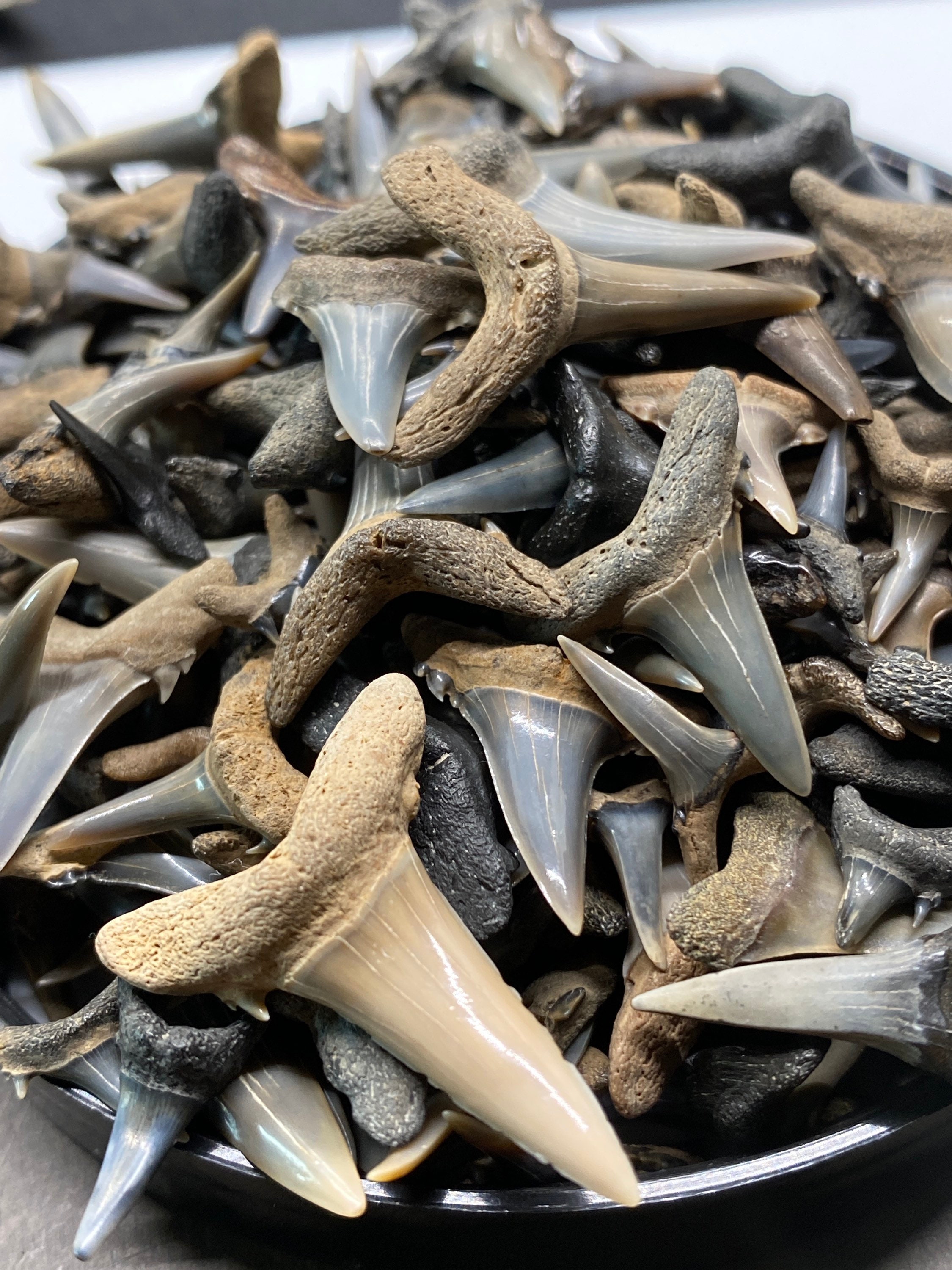 Fossil Sand Tiger Shark Teeth Found by Toothlessfossils 10 Pack Ccst - Etsy