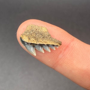 Fossil Cow Shark Tooth by ToothlessFossils-ccs2