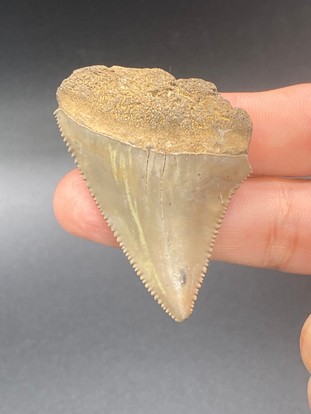Great White Shark Tooth Fossil By Toothlessfossils Gwh8 Etsy superior-fossil-great-white-shark-tooth-teeth-dagger-19932226